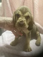 Bloodhound girl $800, a female Bloodhound for sale in Albemarle, NC – 3 of 5