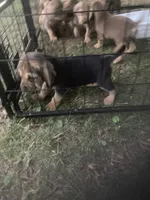 Bloodhound boy $700, a male Bloodhound for sale in Albemarle, NC – 7 of 7