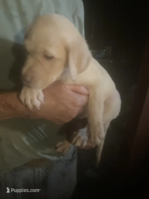 Coco Light yellow boy – Labrador Retriever puppy for sale in Albemarle, NC