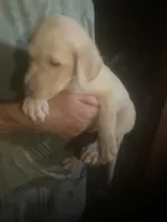 Coco Light yellow boy, a male Labrador Retriever for sale in Albemarle, NC – 1 of 5