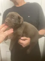 Candy girl , a female Labrador Retriever for sale in Albemarle, NC – 3 of 4
