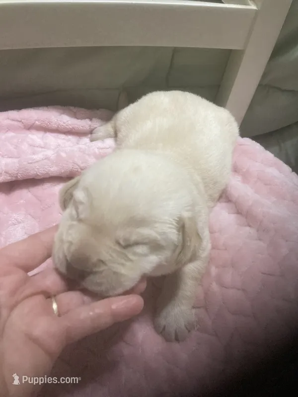 Yellow boy Lab puppy – Labrador Retriever puppy for sale in Albemarle, NC