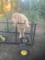 Yellow male, a male Labrador Retriever for sale in Albemarle, NC – 3 of 8