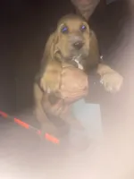 Bloodhound boy by Moose, a male Bloodhound for sale in Albemarle, NC – 7 of 8