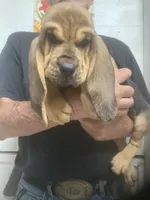 Blk/Tan girl , a female Bloodhound for sale in Albemarle, NC – 2 of 6