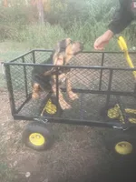 Dolly boy, a male Bloodhound for sale in Albemarle, NC – 7 of 7