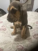 Daisy boy, a male Bloodhound for sale in Albemarle, NC – 2 of 8