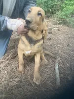 Blk/tan male puppy, a male Bloodhound for sale in Albemarle, NC – 3 of 6