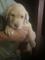 Coco Light yellow boy, a male Labrador Retriever for sale in Albemarle, NC – 5 of 5
