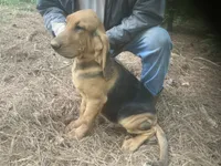 Blk/tan male puppy, a male Bloodhound for sale in Albemarle, NC – 4 of 6