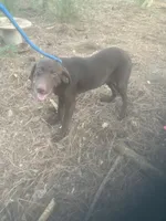Chocolate male 5 month old, a male Labrador Retriever for sale in Albemarle, NC – 2 of 7