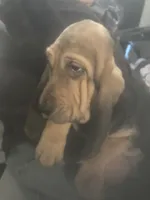 Dolly boy, a male Bloodhound for sale in Albemarle, NC – 7 of 8