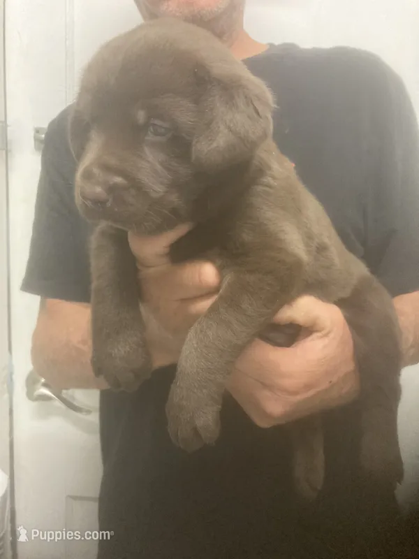Candy girl  – Labrador Retriever puppy for sale in Albemarle, NC