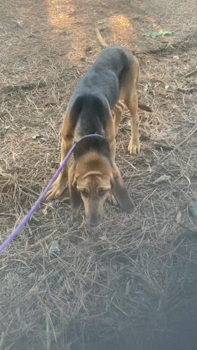 Blk/Tan male $300, a male Bloodhound for sale in Albemarle, NC – 3 of 10