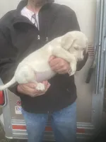 Coco Light yellow girl, a female Labrador Retriever for sale in Albemarle, NC – 8 of 8