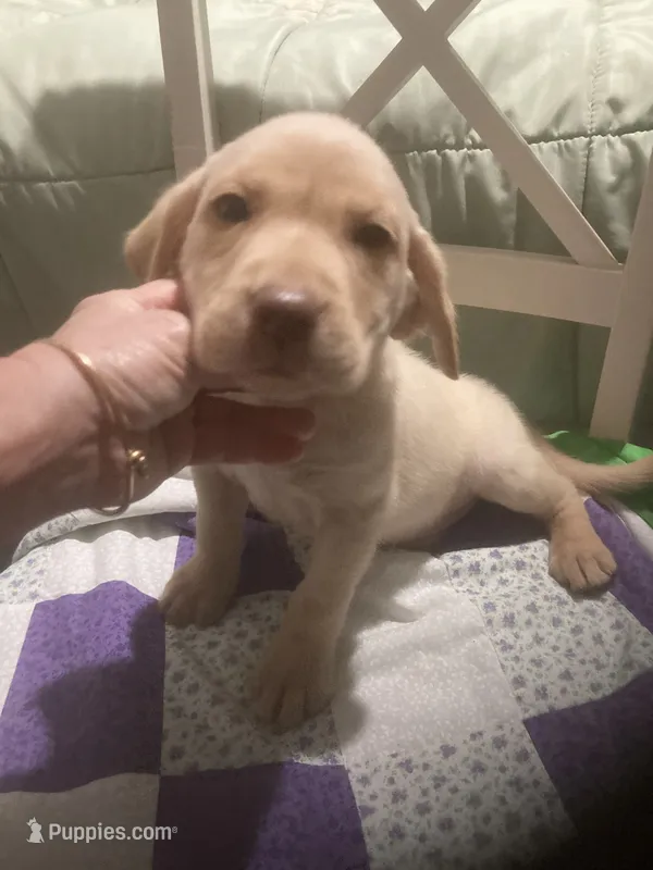 Yellow girl Lab puppy – Labrador Retriever puppy for sale in Albemarle, NC