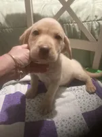 Yellow girl Lab puppy, a female Labrador Retriever for sale in Albemarle, NC – 1 of 7