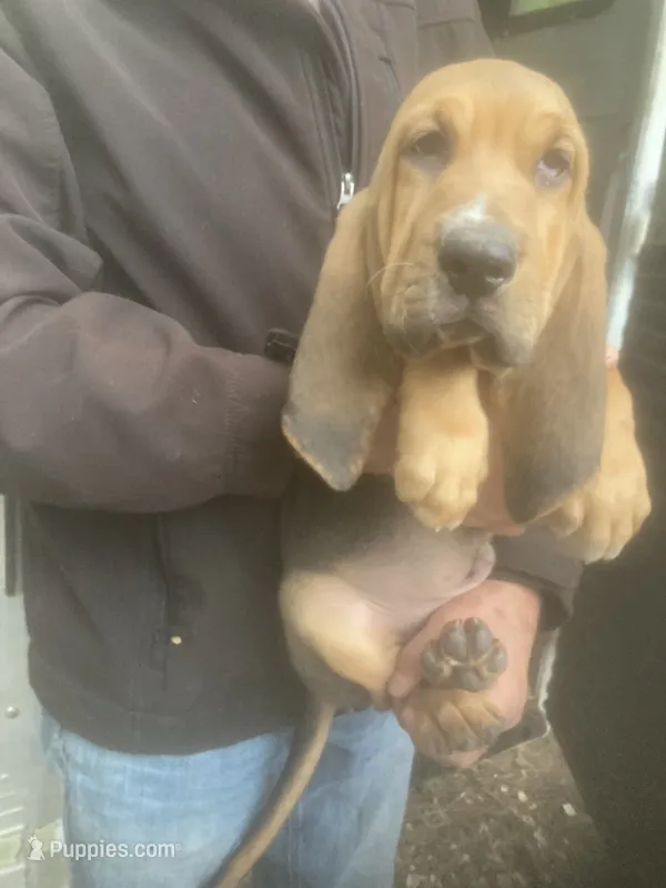 Bloodhound boy by Moose – Bloodhound puppy for sale in Albemarle, NC
