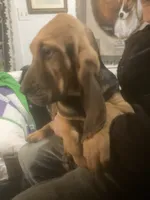 Dolly boy, a male Bloodhound for sale in Albemarle, NC – 5 of 8