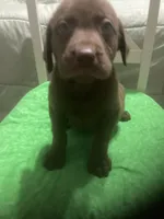 Chocolate boy, a male Labrador Retriever for sale in Albemarle, NC – 2 of 7