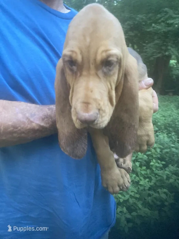 Bloodhound girl $600 – Bloodhound puppy for sale in Albemarle, NC