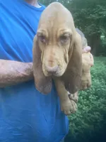 Bloodhound girl $600, a female Bloodhound for sale in Albemarle, NC – 1 of 6