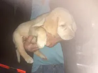 Coco yellow boy, a male Labrador Retriever for sale in Albemarle, NC – 3 of 3