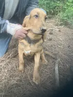 Blk/tan male puppy, a male Bloodhound for sale in Albemarle, NC – 5 of 6