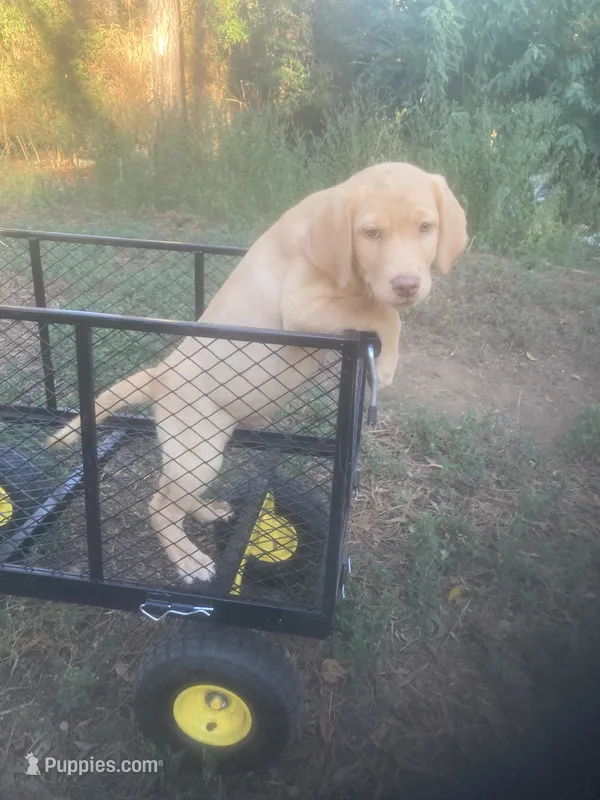 Yellow male – Labrador Retriever puppy for sale in Albemarle, NC