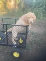 Yellow male, a male Labrador Retriever for sale in Albemarle, NC – 1 of 8