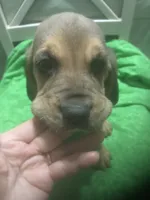 Moose/Sally boy, a male Bloodhound for sale in Albemarle, NC – 5 of 5