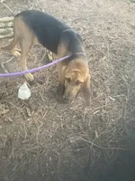 Blk/Tan male $300, a male Bloodhound for sale in Albemarle, NC – 2 of 10