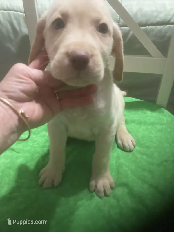 Yellow boy – Labrador Retriever puppy for sale in Albemarle, NC