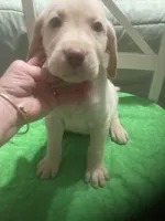 Yellow boy, a male Labrador Retriever for sale in Albemarle, NC – 1 of 5