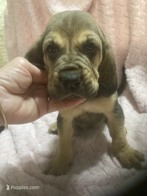 Bloodhound boy $700 – Bloodhound puppy for sale in Albemarle, NC