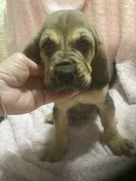 Bloodhound boy $700, a male Bloodhound for sale in Albemarle, NC – 5 of 6
