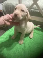 Yellow boy, a male Labrador Retriever for sale in Albemarle, NC – 5 of 5