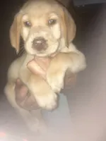 Yellow Girl CoCo, a female Labrador Retriever for sale in Albemarle, NC – 7 of 10