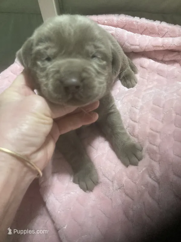 Lab Silver boy – Labrador Retriever puppy for sale in Albemarle, NC