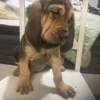 Daisy girl, a female Bloodhound for sale in Albemarle, NC – Photo 1 of 4