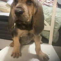 Daisy girl, a female Bloodhound for sale in Albemarle, NC – Photo 3 of 4