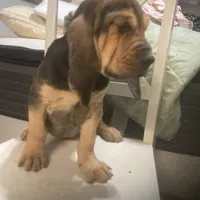 Daisy girl, a female Bloodhound for sale in Albemarle, NC – Photo 2 of 4