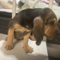 Daisy girl, a female Bloodhound for sale in Albemarle, NC – Photo 4 of 4