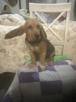 Moose boy, a male Bloodhound for sale in Albemarle, NC – 3 of 8