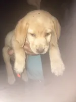 Yellow Girl CoCo, a female Labrador Retriever for sale in Albemarle, NC – 10 of 10