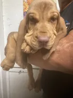 Liver/Tan girl, a female Bloodhound for sale in Albemarle, NC – 8 of 9