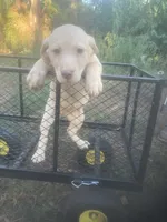 Yellow female, a female Labrador Retriever for sale in Albemarle, NC – 4 of 5