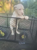 Yellow female, a female Labrador Retriever for sale in Albemarle, NC – 5 of 5