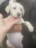 Coco Light yellow girl, a female Labrador Retriever for sale in Albemarle, NC – 6 of 8