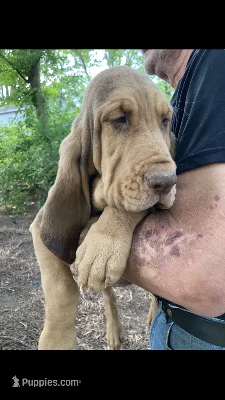 Liver/tan male – Bloodhound puppy for sale in Albemarle, NC
